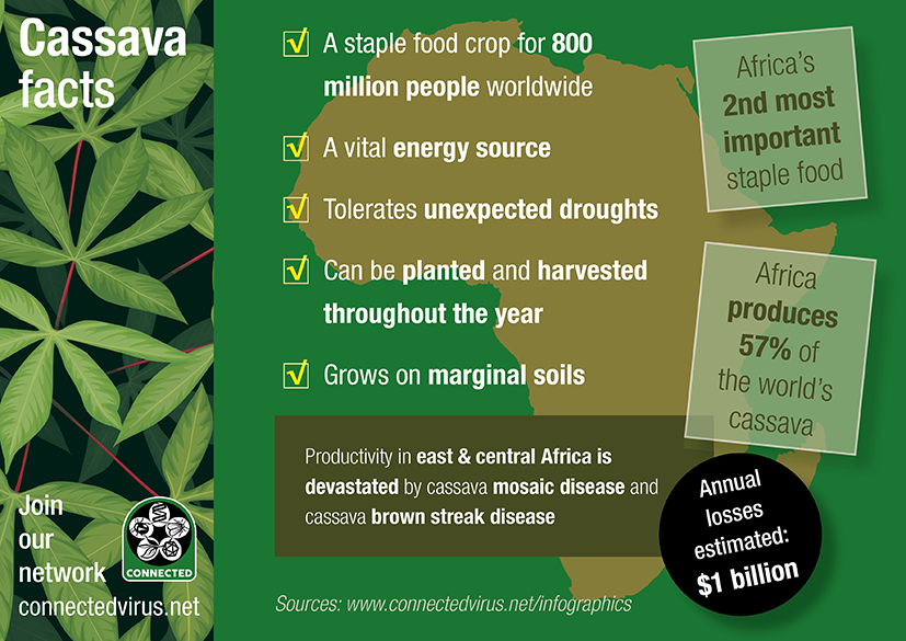 cassava-infographi