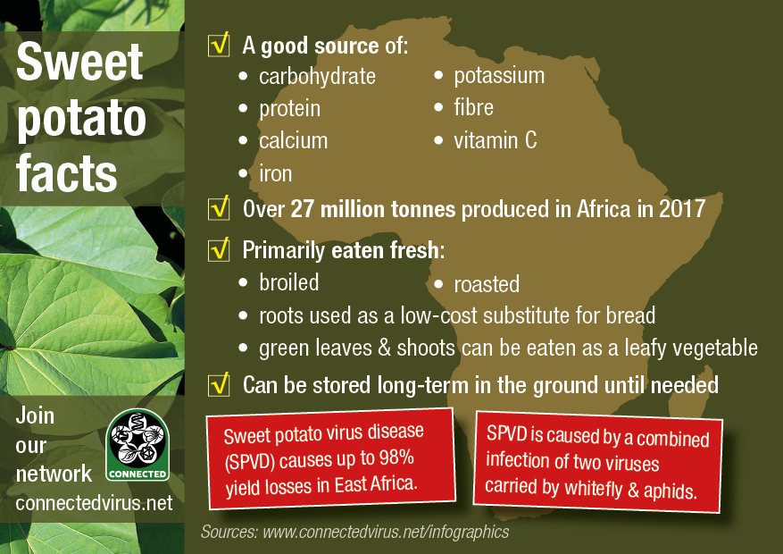 CONNECTED Virus Network Sweet Potato infographic