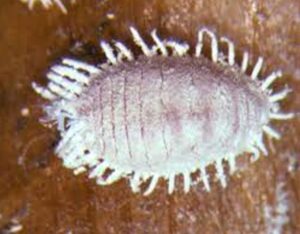 pineapple mealybug. Image courtesy of Lucidcentral.org