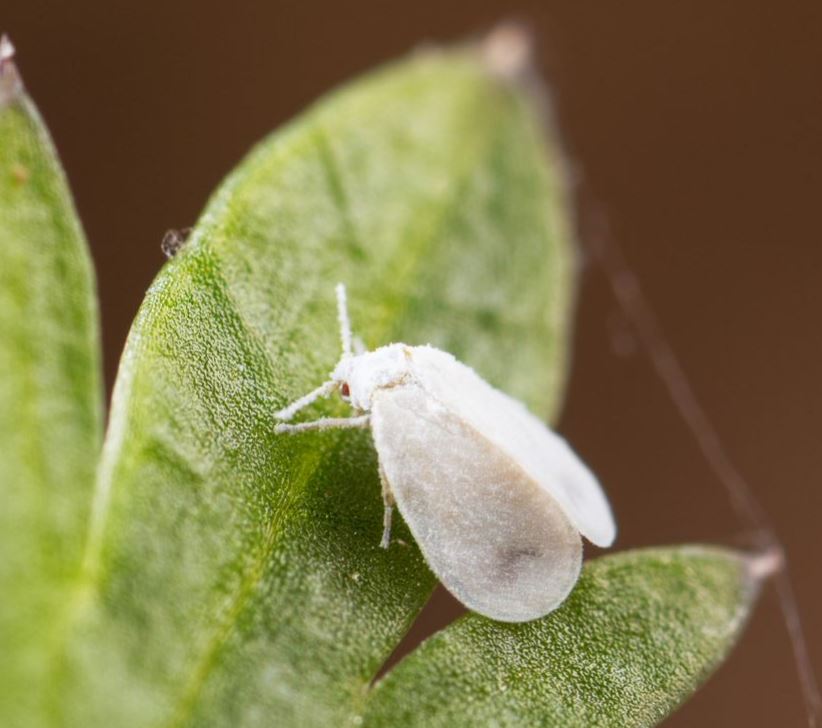 whitefly on plant