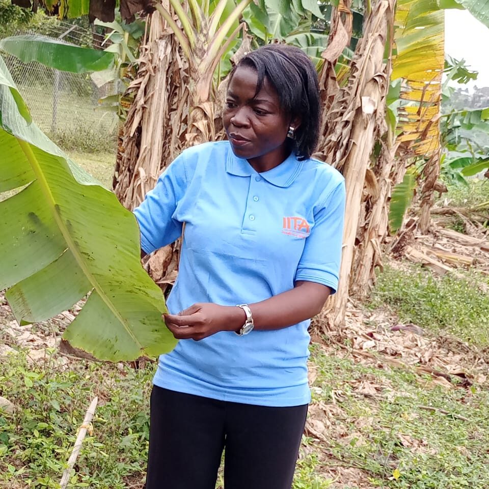 Sergine in plantain field