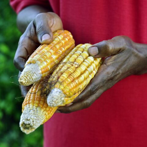 Maize