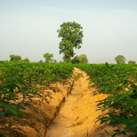 cassava web