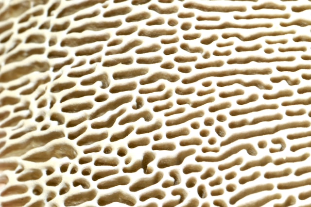 fungus detail