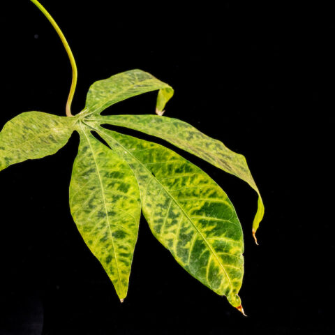 diseased cassava